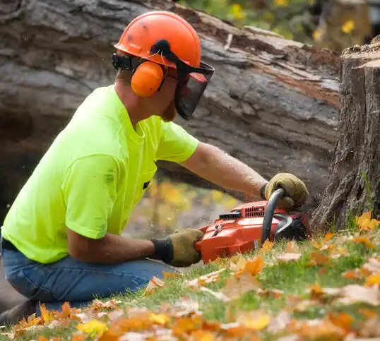 tree services Cygnet